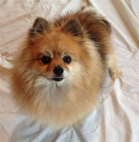Pomeranian rescue pa - Lehigh County, New Tripoli, PA ID: 23-07-05-00218 If you're looking for a great little snuggle buddy, Cloe is ready and willing! She is a 2-year-old Pomeranian mix